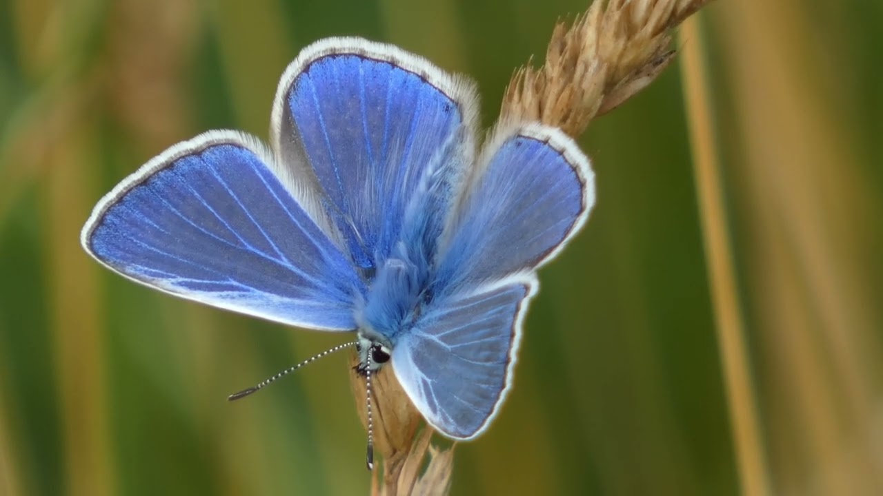 The magical moment when a male Common Blue opens his wings to the sun.