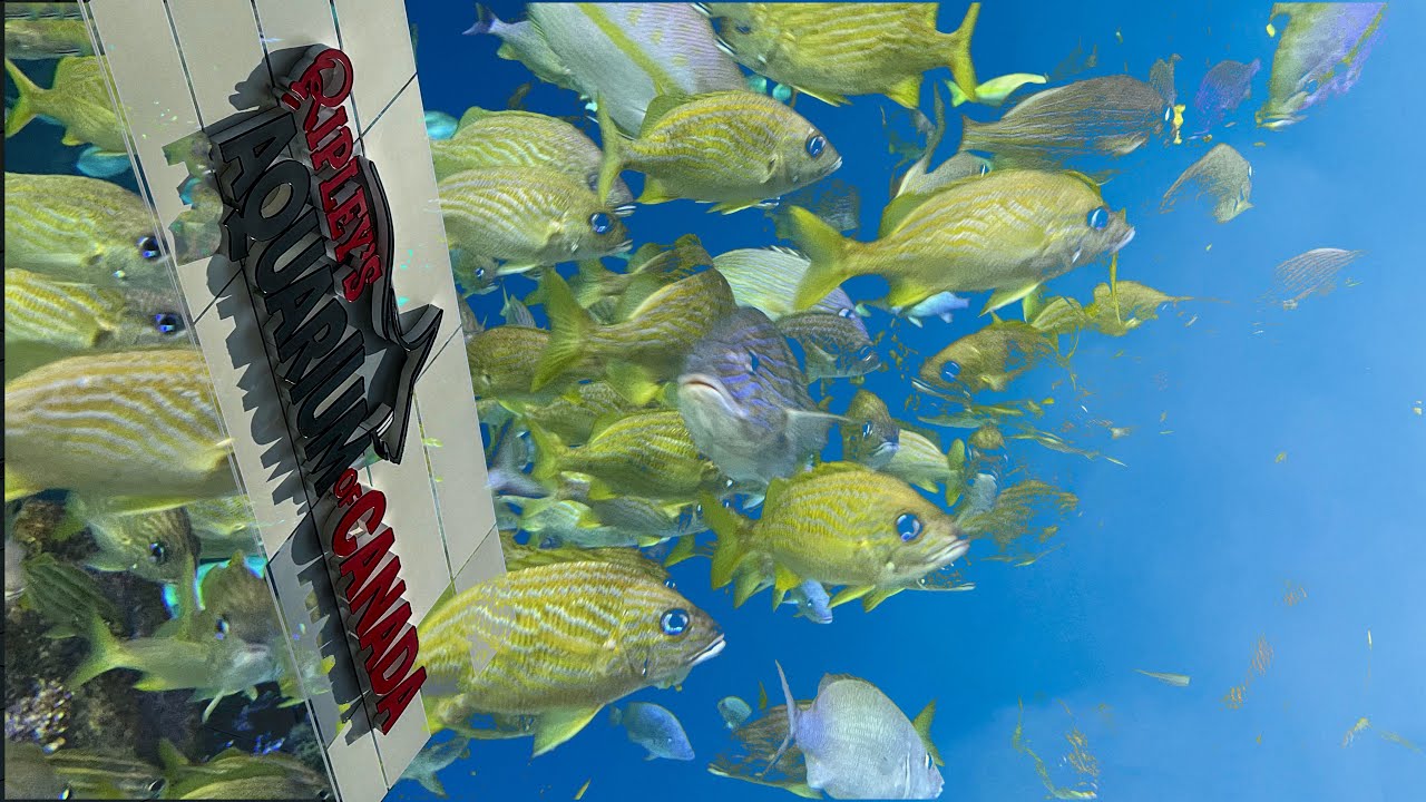 Toronto Aquarium 2025 | Ripley's Aquarium of Canada | 🇨🇦 4K Full Tour