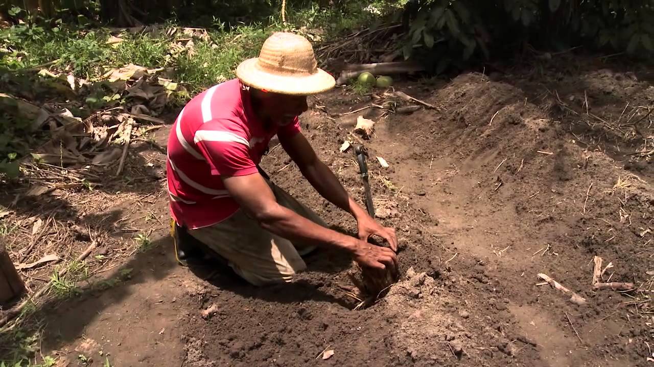 PDA - Sistemas agroflorestais