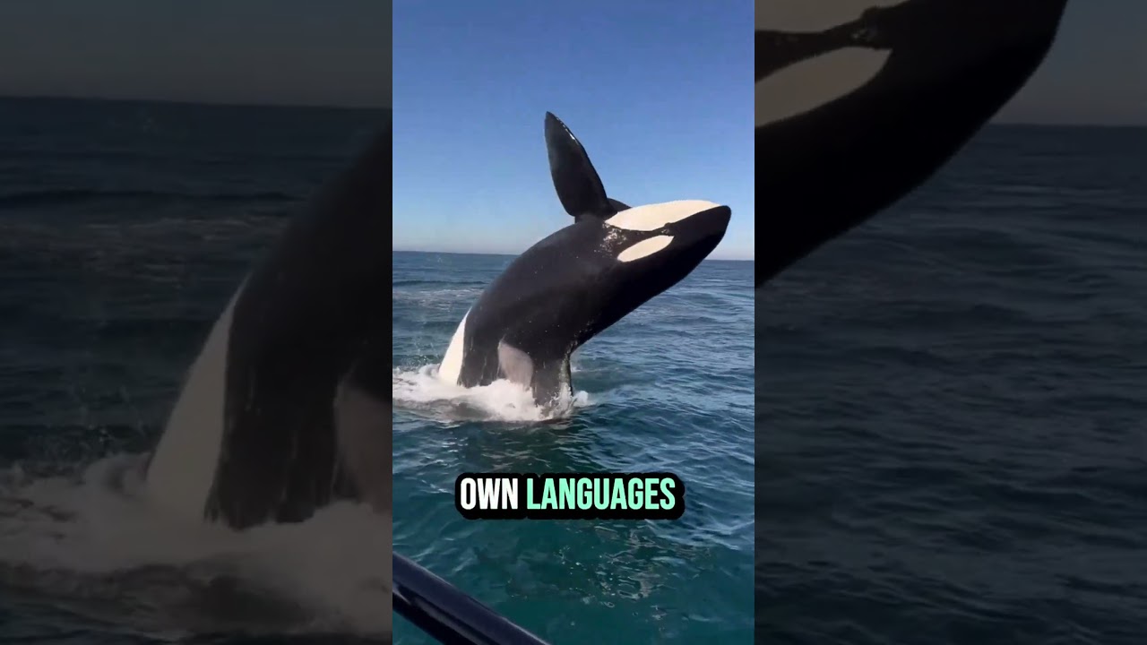 This Dolphin Hunts Great White Sharks!!  #orca #discovernature #wildanimals