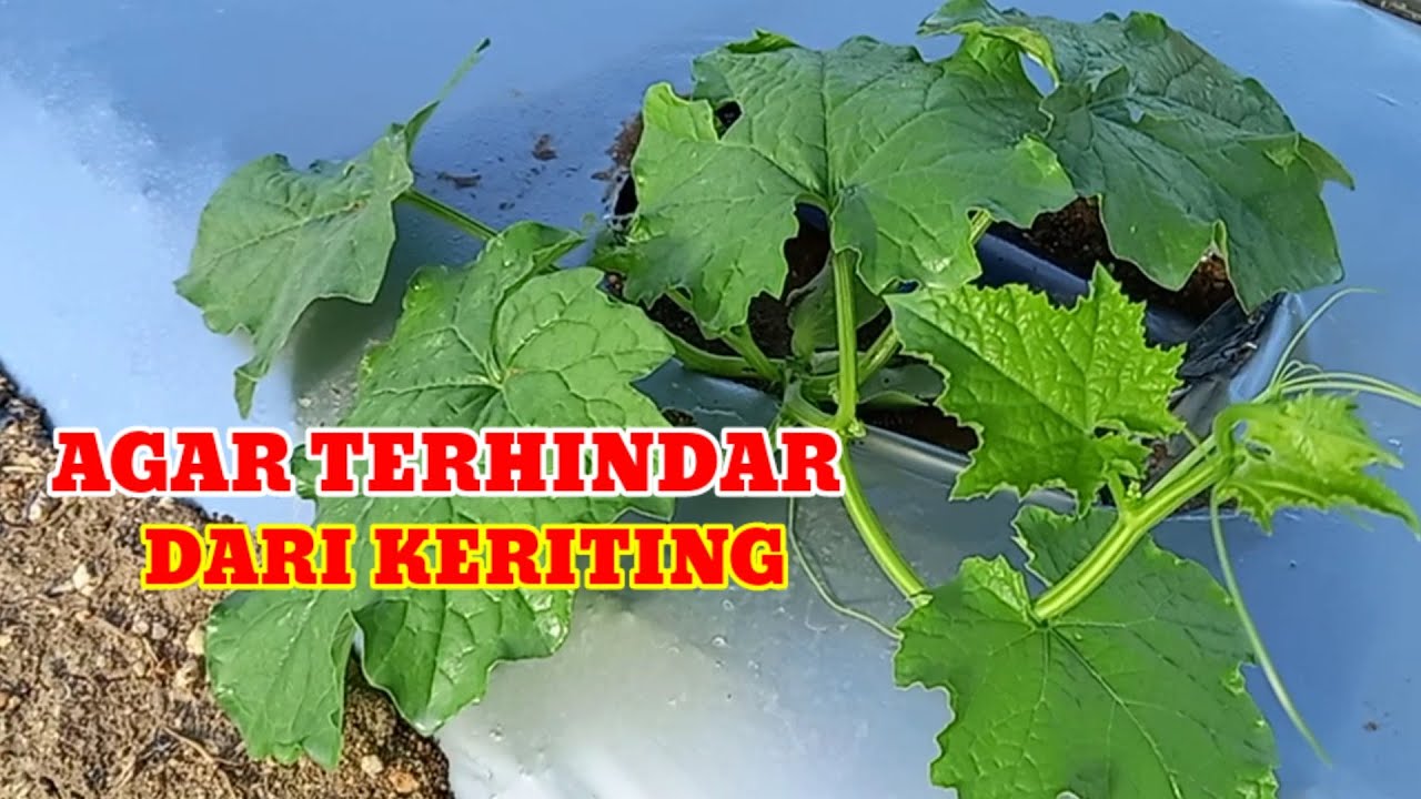 PENCEGAHAN KERITING PADA TANAMAN GAMBAS