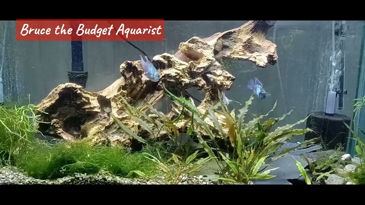 Blue Leopard Cory Eggs!