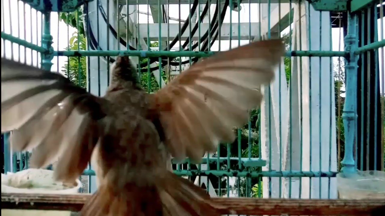 Pancingan Spontan Trucuk gacor NGROPEL PANJANG trucukan bahan auto LANGSUNG BUNYI