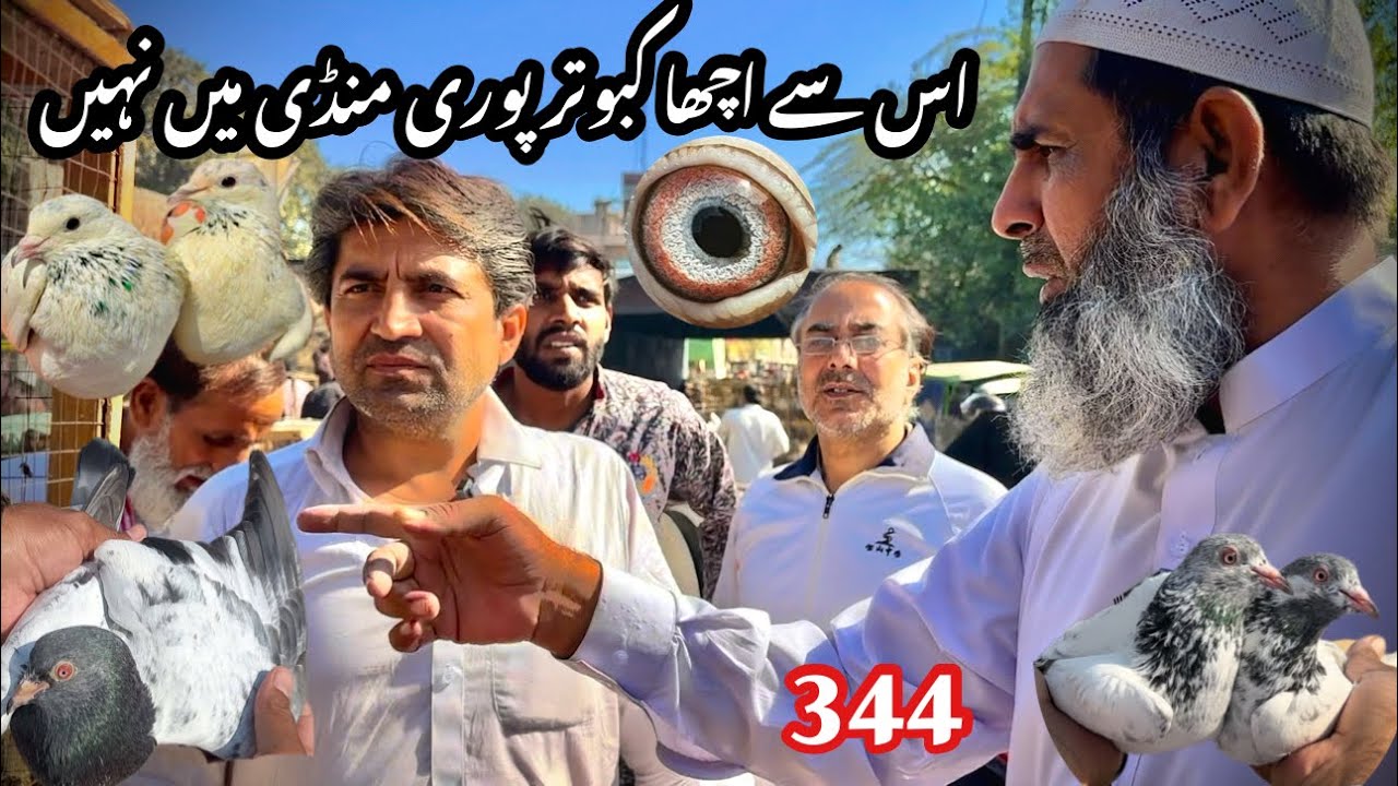 344) Lahore lari ada kabootar mandi || کبوتر منڈی || ​⁠​⁠@amjadaliofficial528
