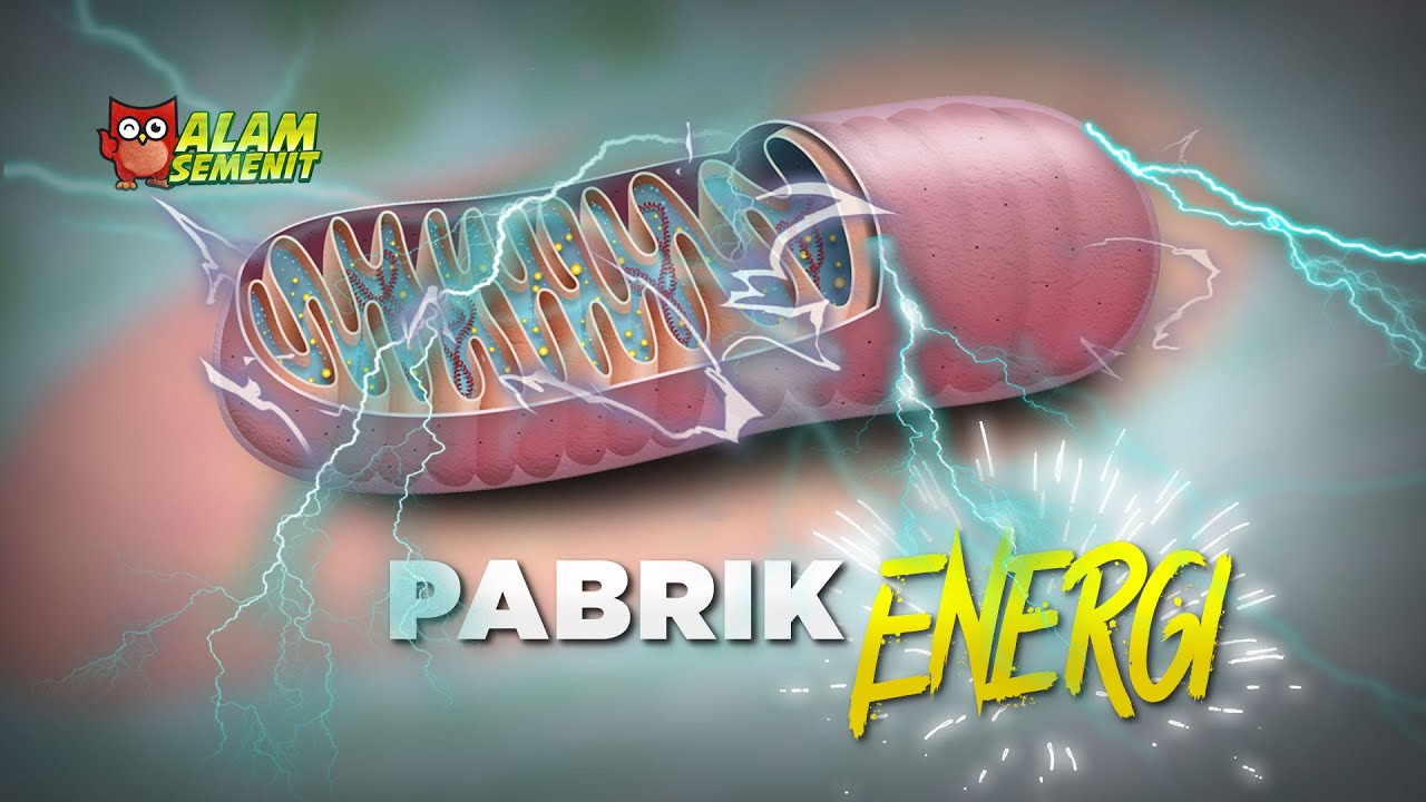 Pabrik Energi Ini Bernama Mitokondria #AlamSemenit
