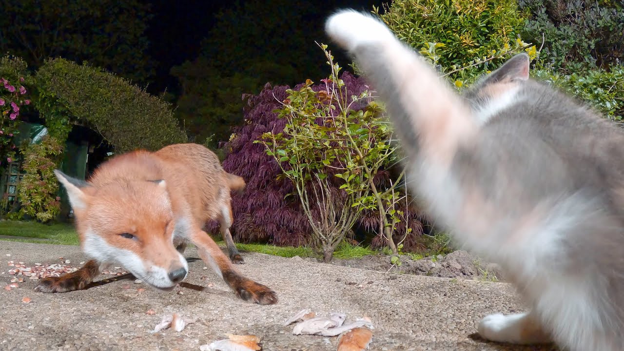 Urban Fox & Cat Encounters 2 - UHD 4K