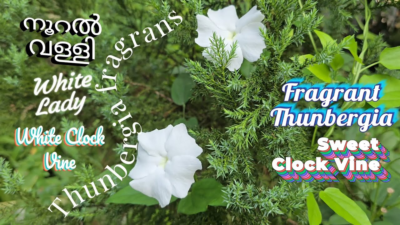 🌼നൂറൽ വള്ളി🌼Thunbergia fragrans🌼White Whisper Vine🌼White Lady🌼Sweet Clock Vine🌼Fragrant Thunbergia🌼