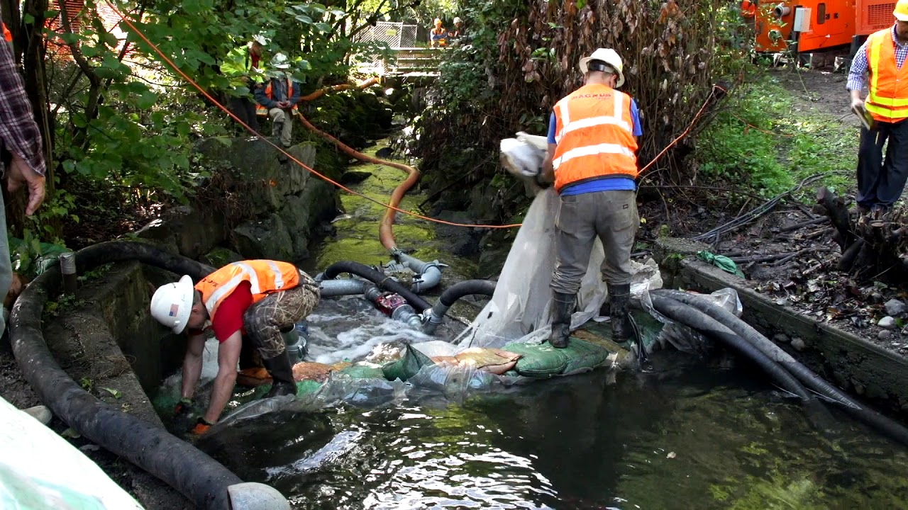 Thornton Creek Restoration