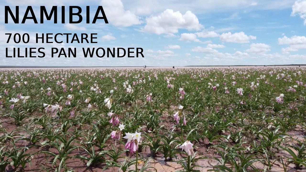 Sandhof Lilies Pan, Namibia | Travel Namibia