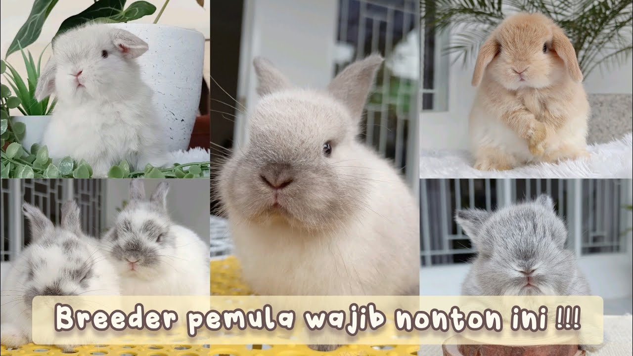 20 TIPS MEMULAI BREEDING KELINCI HIAS