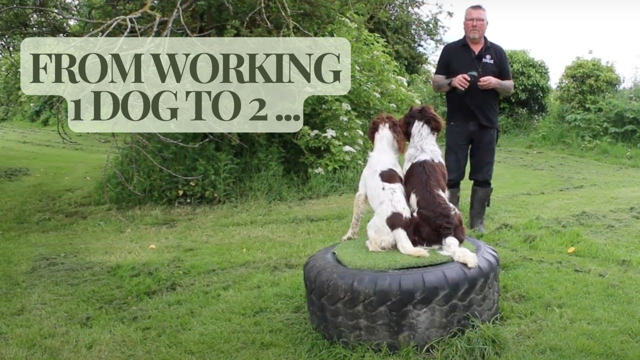 Training Springer Spaniels to work together