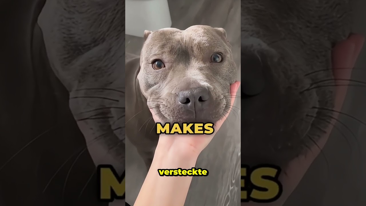 Dein Hund dreht sich vor dem Schlafen im Kreis? 🐶 Instinkt f&uuml;r Sicherheit & Komfort! ❤️