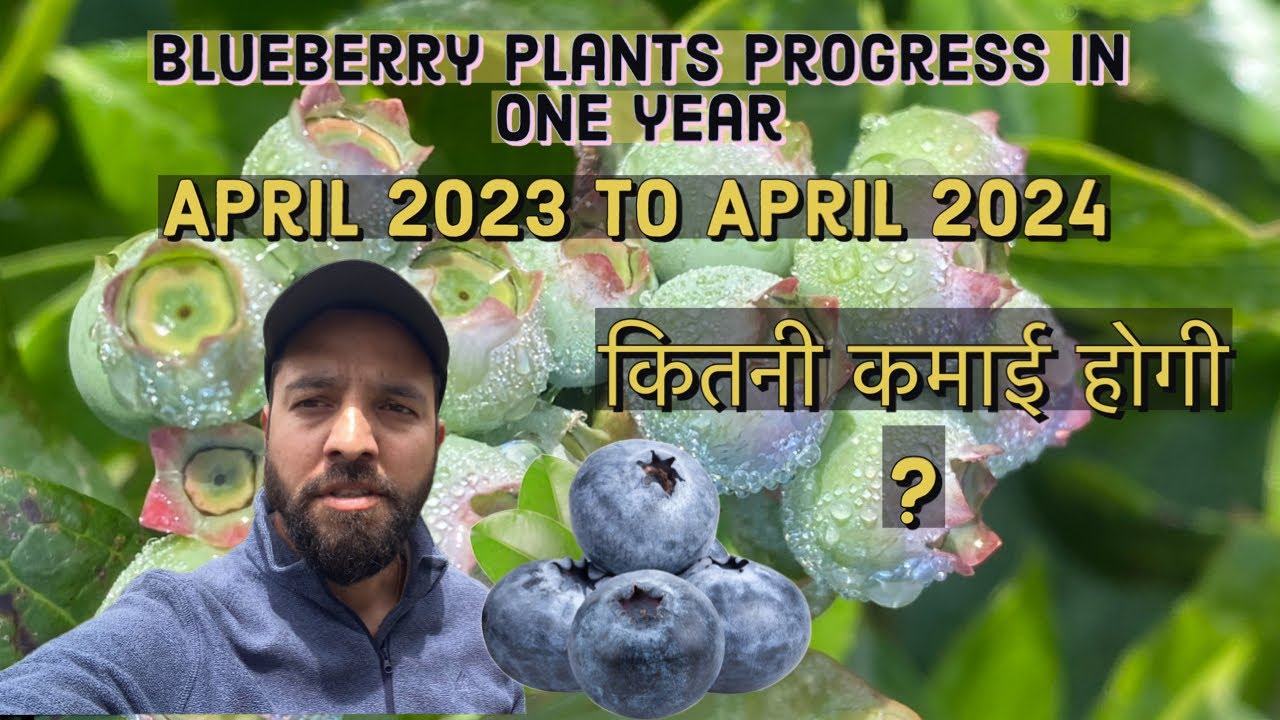 What will be the Earning in 200 blueberry plants in one year. (एक साल में कितनी कमाई होगी ? 💲🤑🤑)