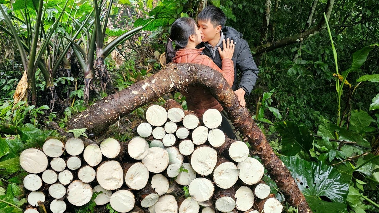 Couple harvest giant taro to sell, what will the story be, eternal love