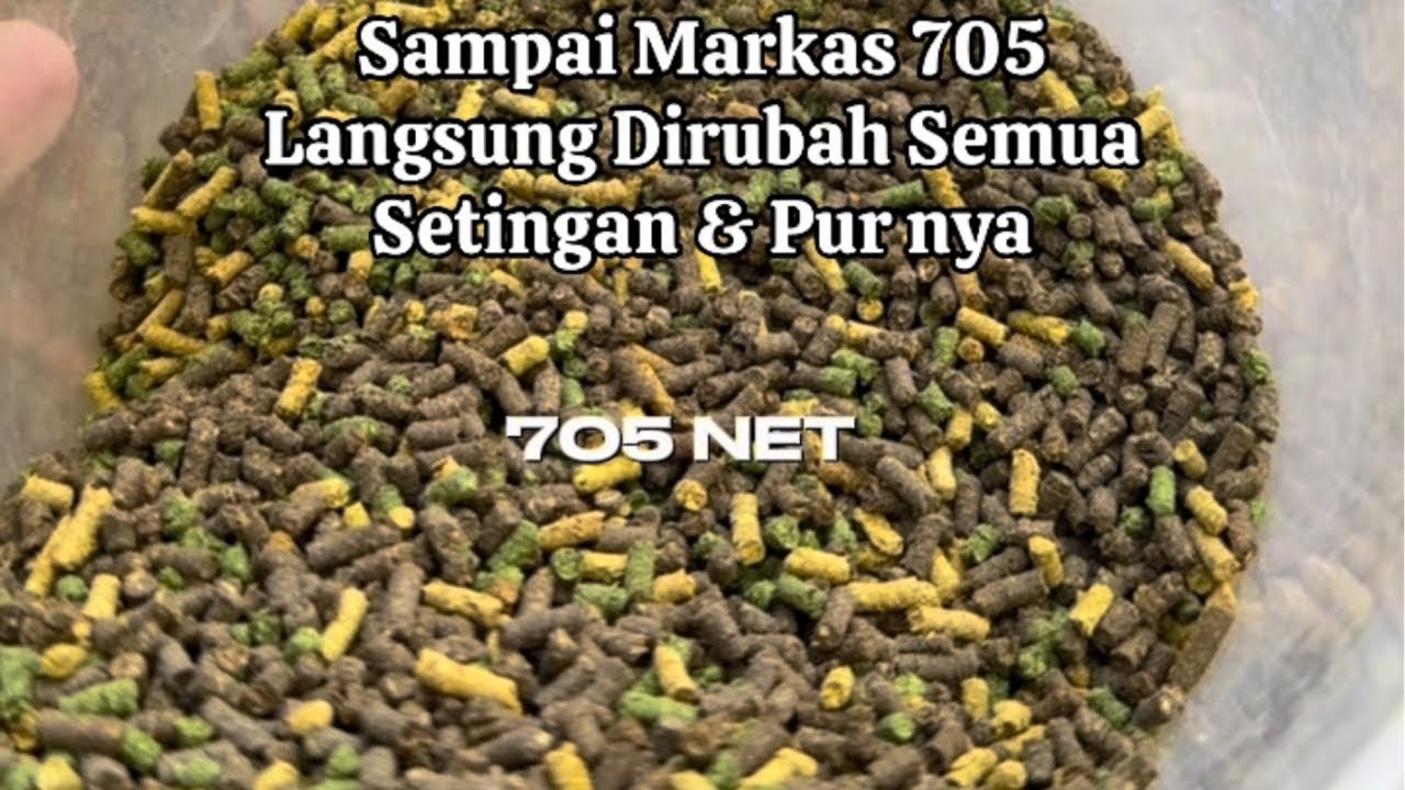 Part 1 : Iseng Iseng Belajar Pelihara Murai Hutan 