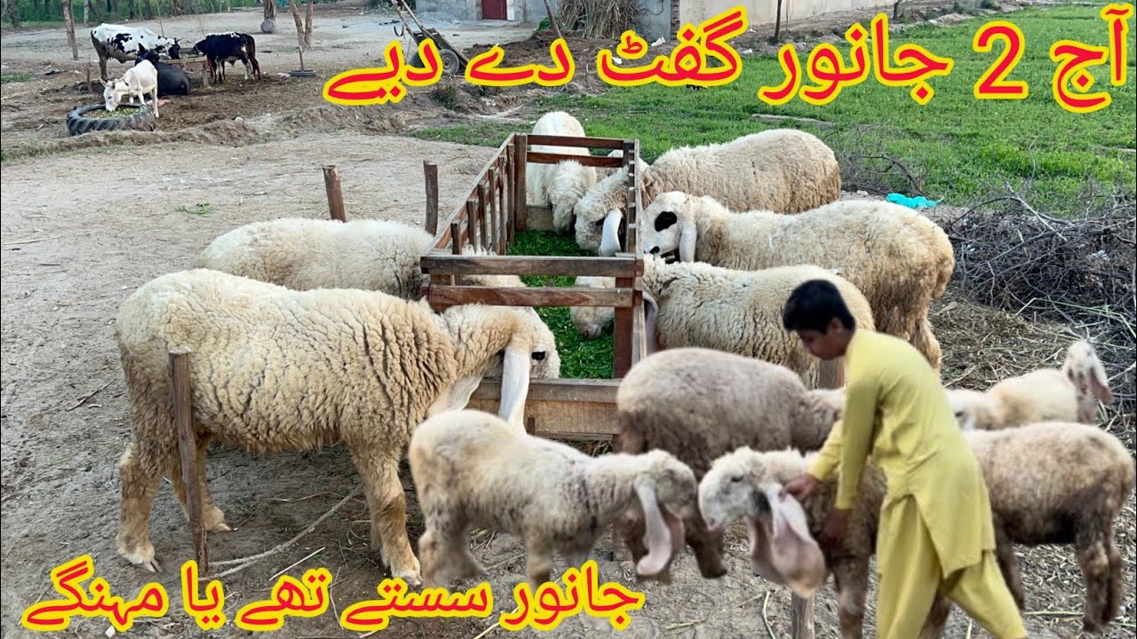 Aaj main ny 2 janwar gift kr diye | Janwar sasty thy ya mehngy 