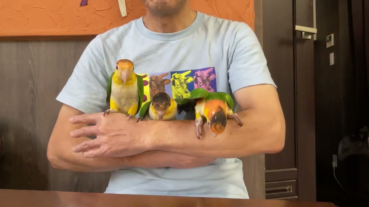 FREAK   シロハラインコ さし餌2回チーム 販売中
