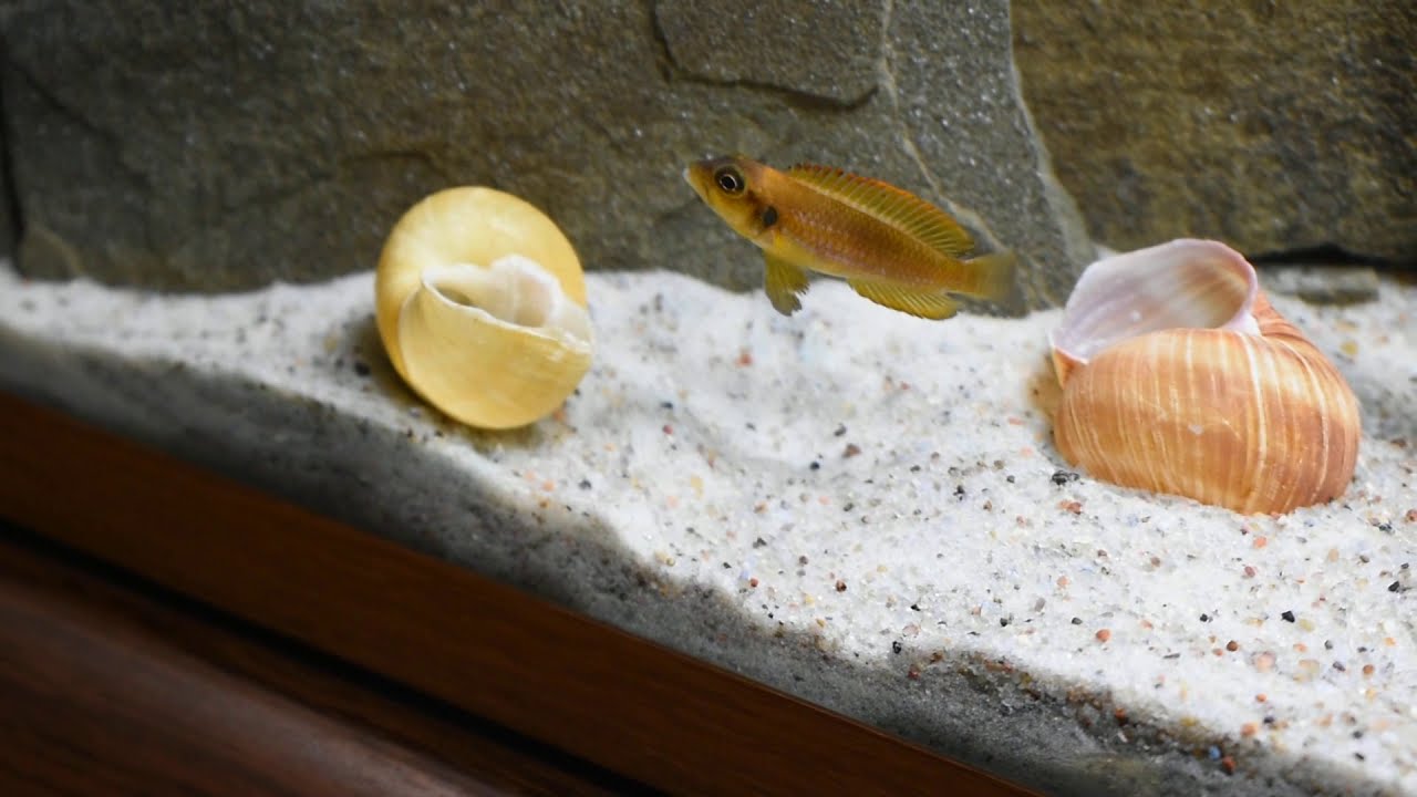 Лампрологус оцеллатус. 45л. Rybac.