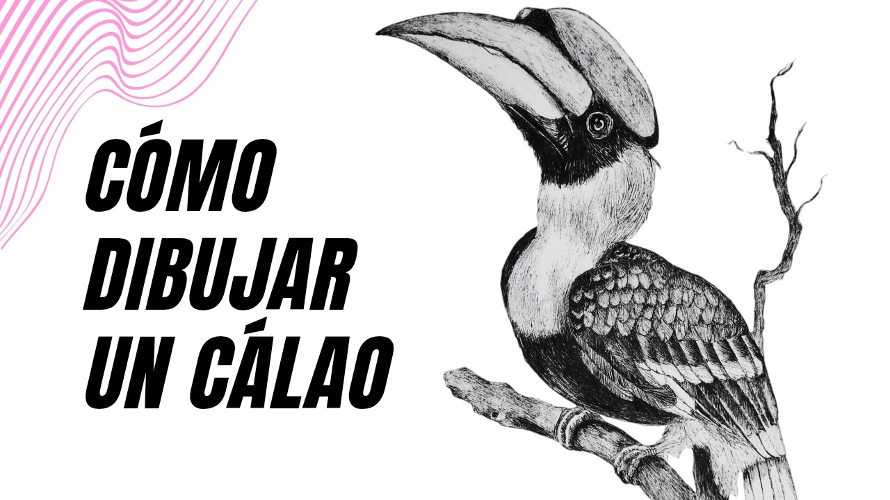 Cómo DIBUJAR un CÁLAO PASO A PASO | TIME LAPSE