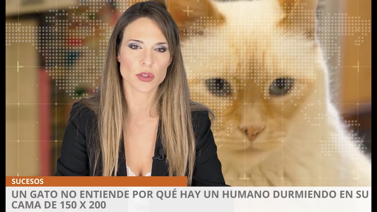 Un gato no entiende por qué hay un humano durmiendo en su cama de 150 x 200