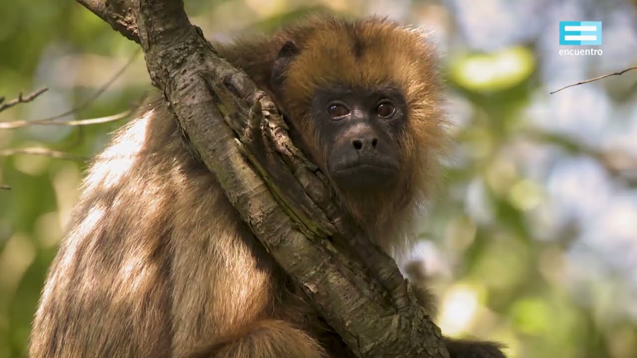 Bioanimal: El mono carayá - Canal Encuentro