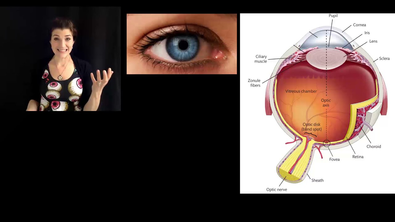 [Psyc220] 18 Vision: Light and eye