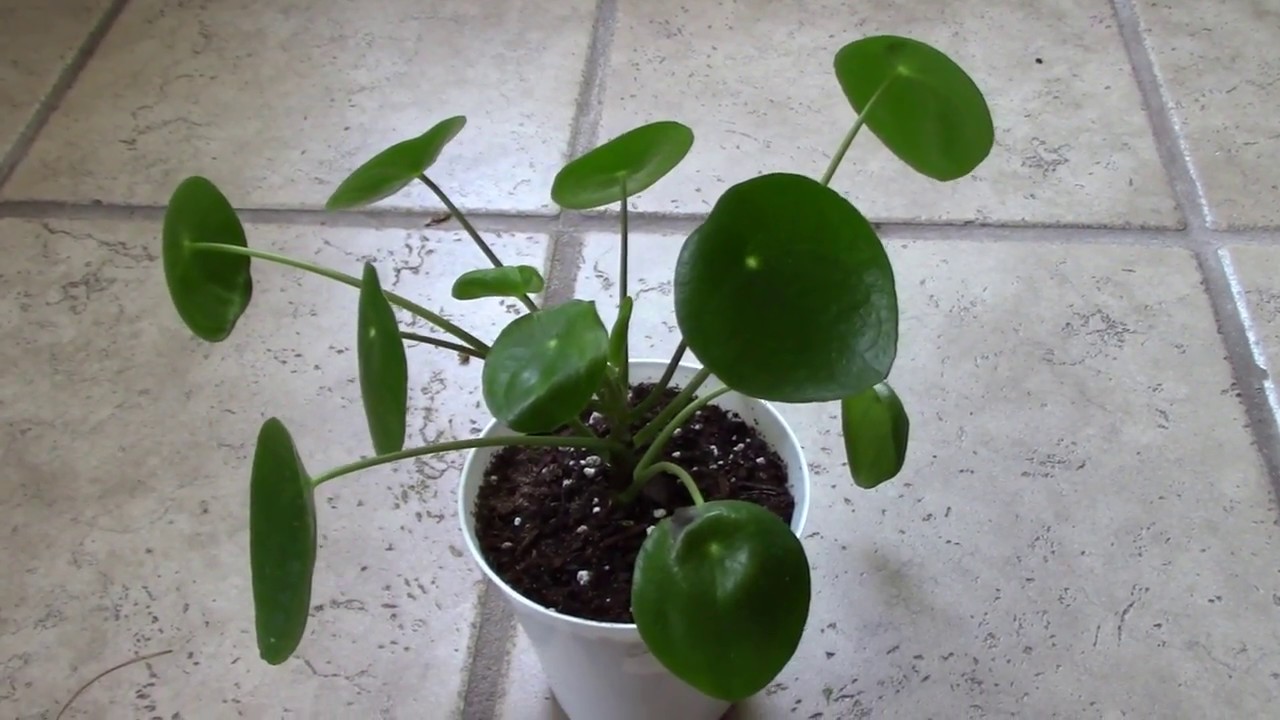 How I Fixed Curly Leaves on my Pilea Peperomioides