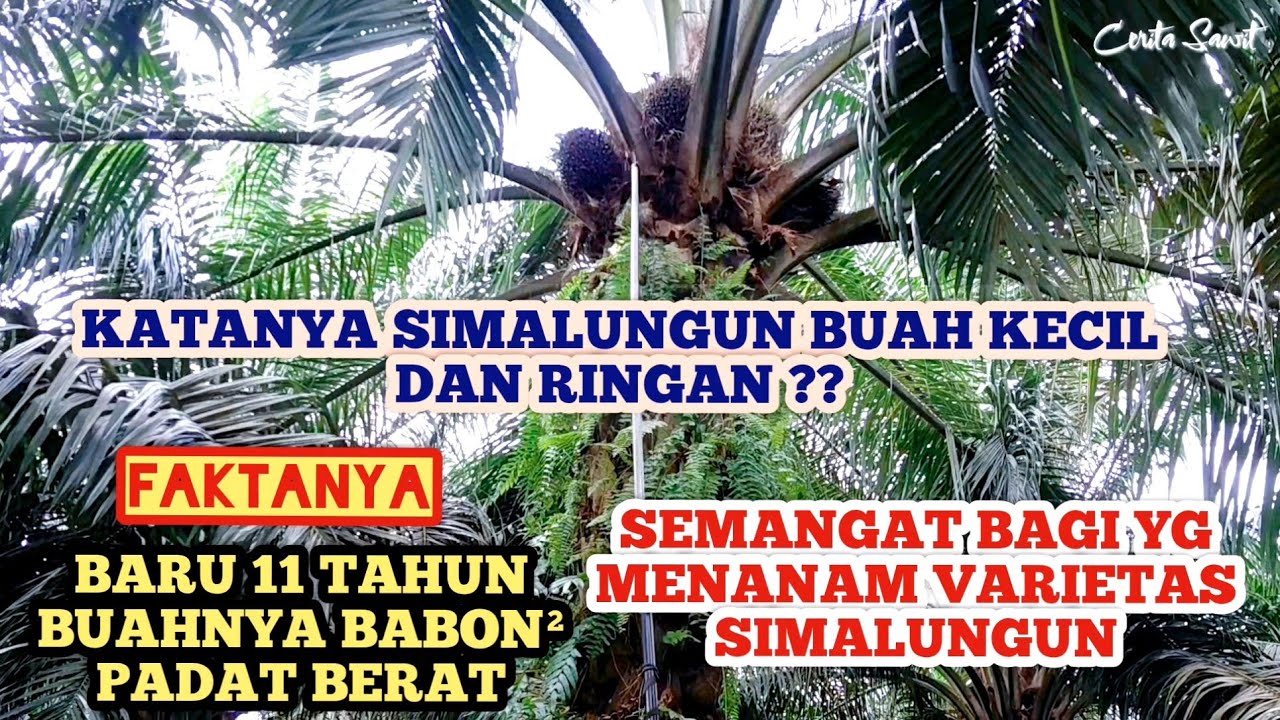Panen Sawit Simalungun U 11 Tahun Buahnya Padat Berat Bikin Semangat