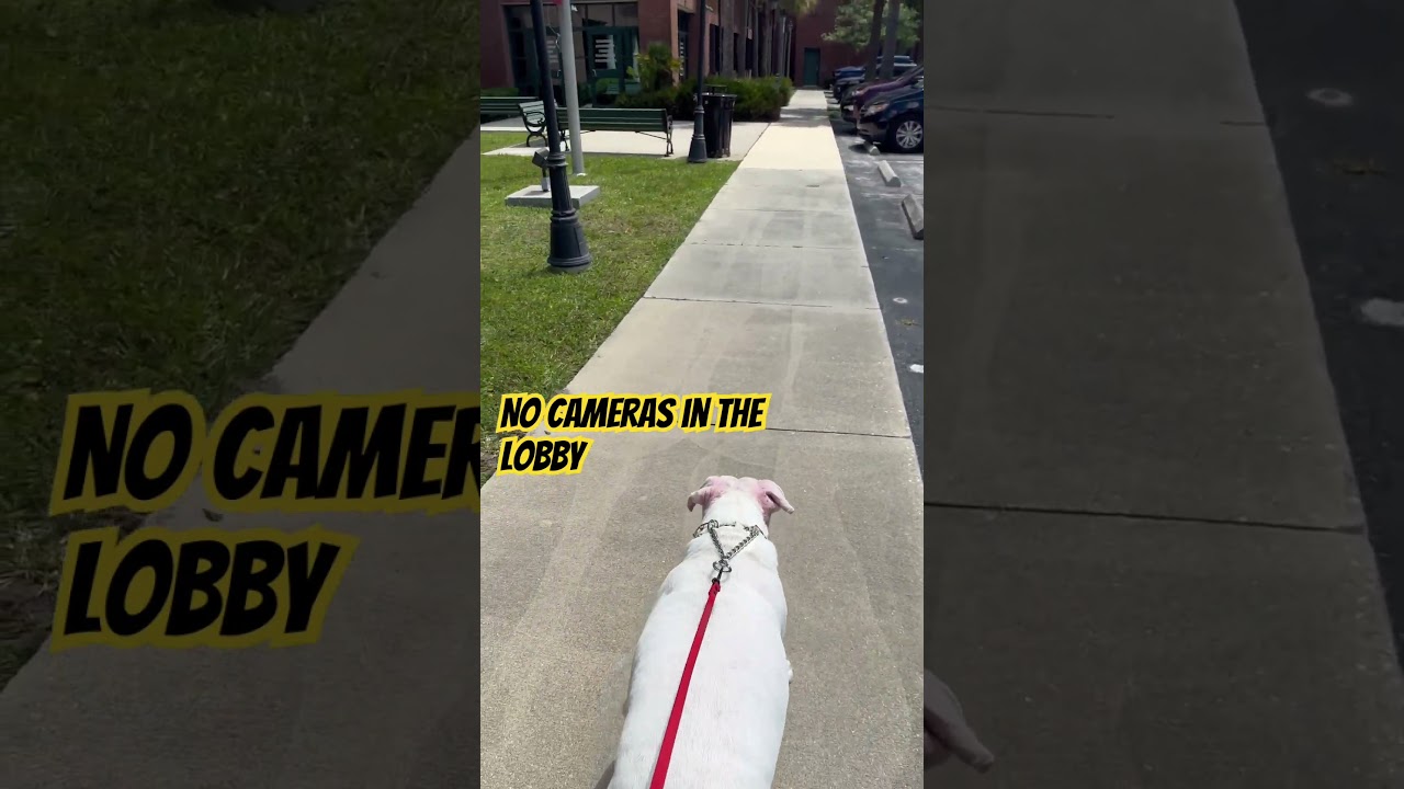 Police New Ordinance Preventing People From filming in Public #accountability #mightneednewsign