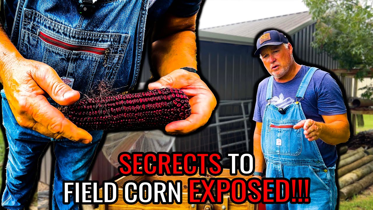Best Kept Secrets To Growing Field Corn