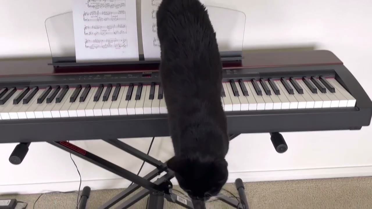 Hydrogen the Meow-sician 😻🎵