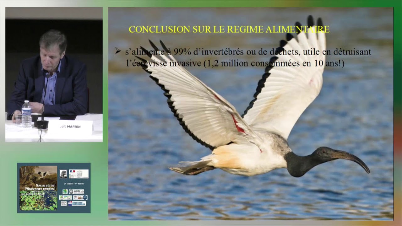 De l'ibis sacré à l'ibis nuisible.