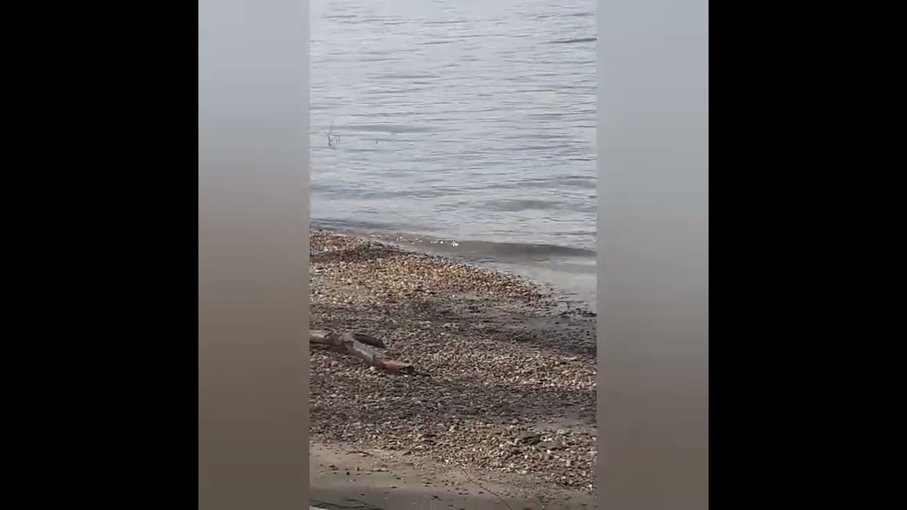 Lettie Lindtzer: ODE AN DIE DONAU 💧🌊