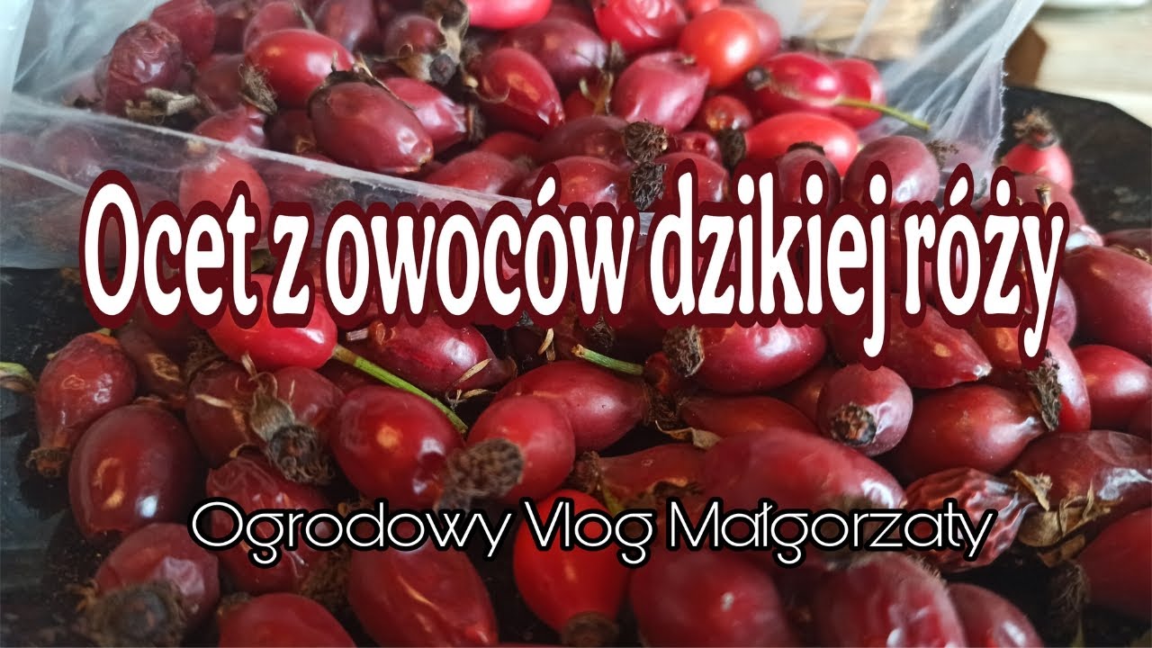 Ocet z owoców dzikiej róży.