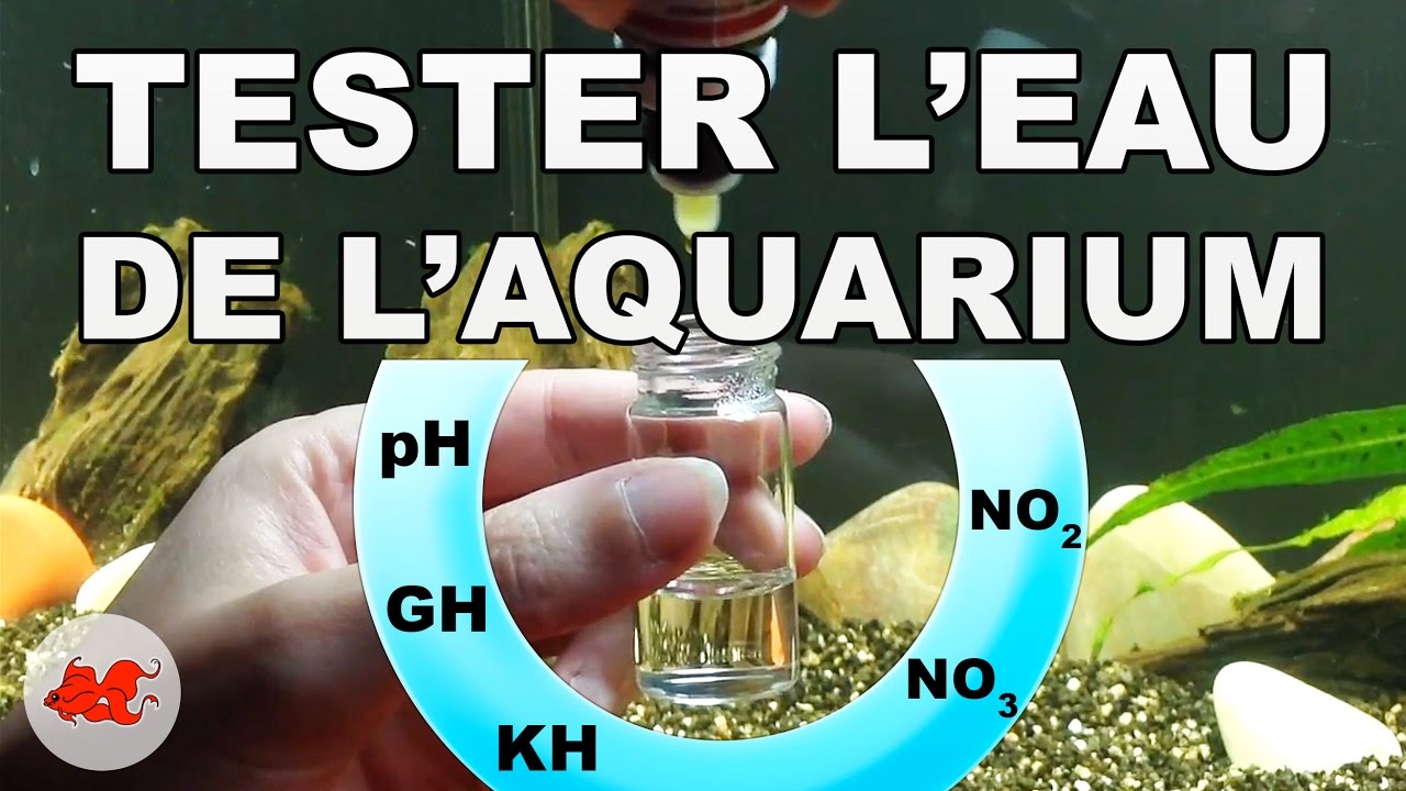 Tester l'eau de l'aquarium