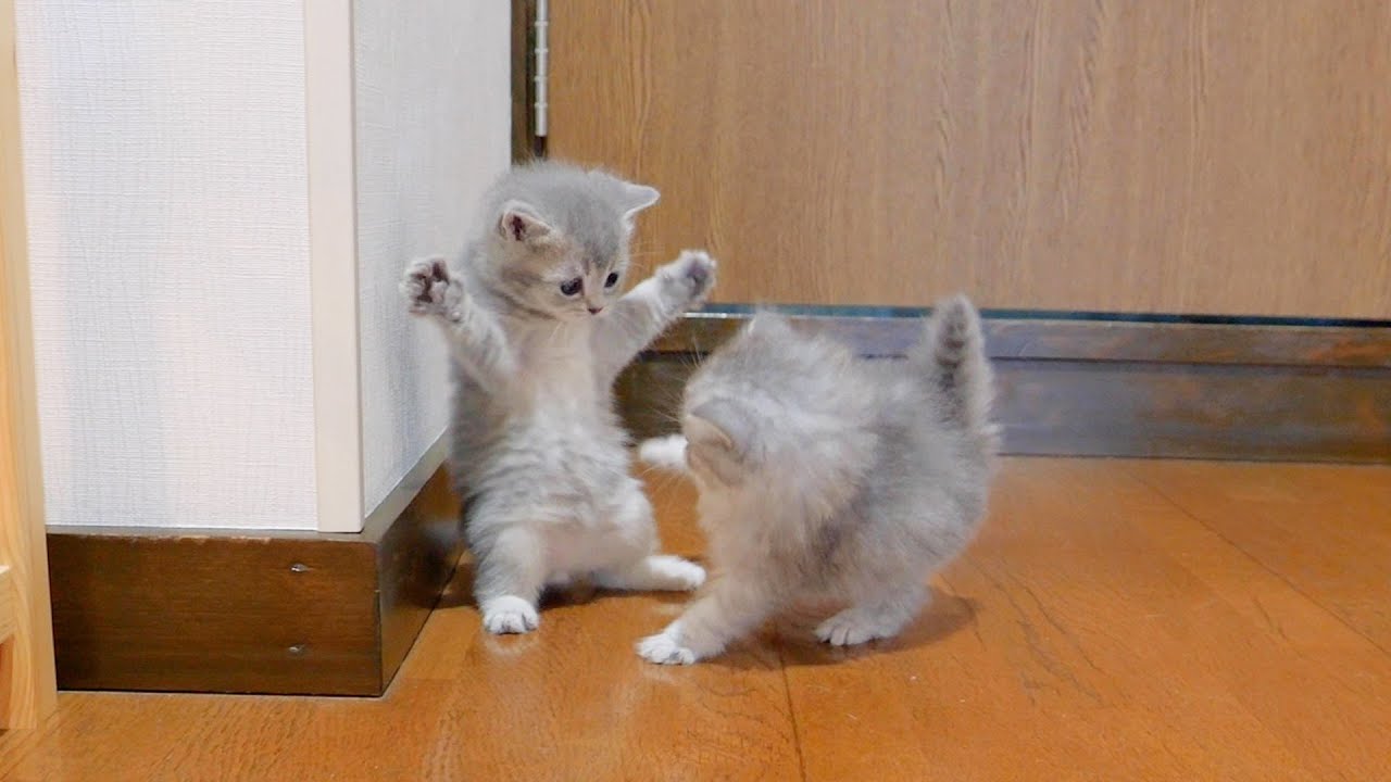 It seems that the small kittens have already started the mount battle.