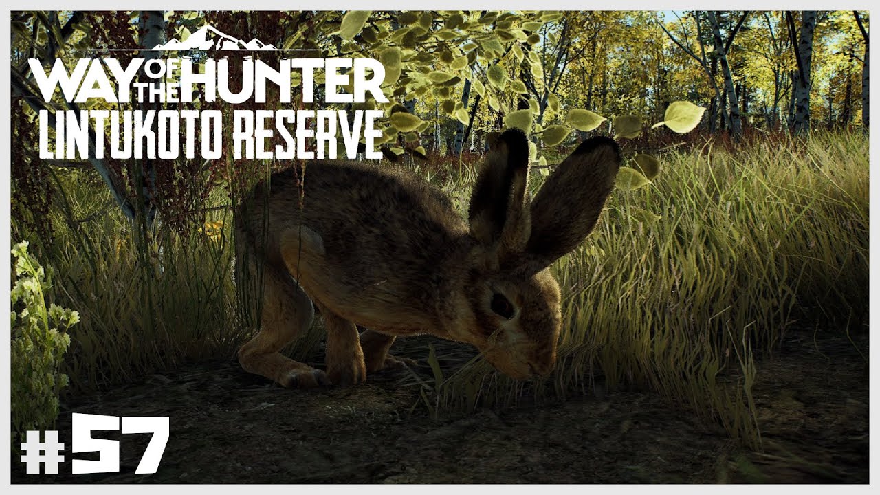 CAZA LIBRE Y PREPARANDO LA CAZA MENOR :) | ⛰️WAY OF THE HUNTER #57