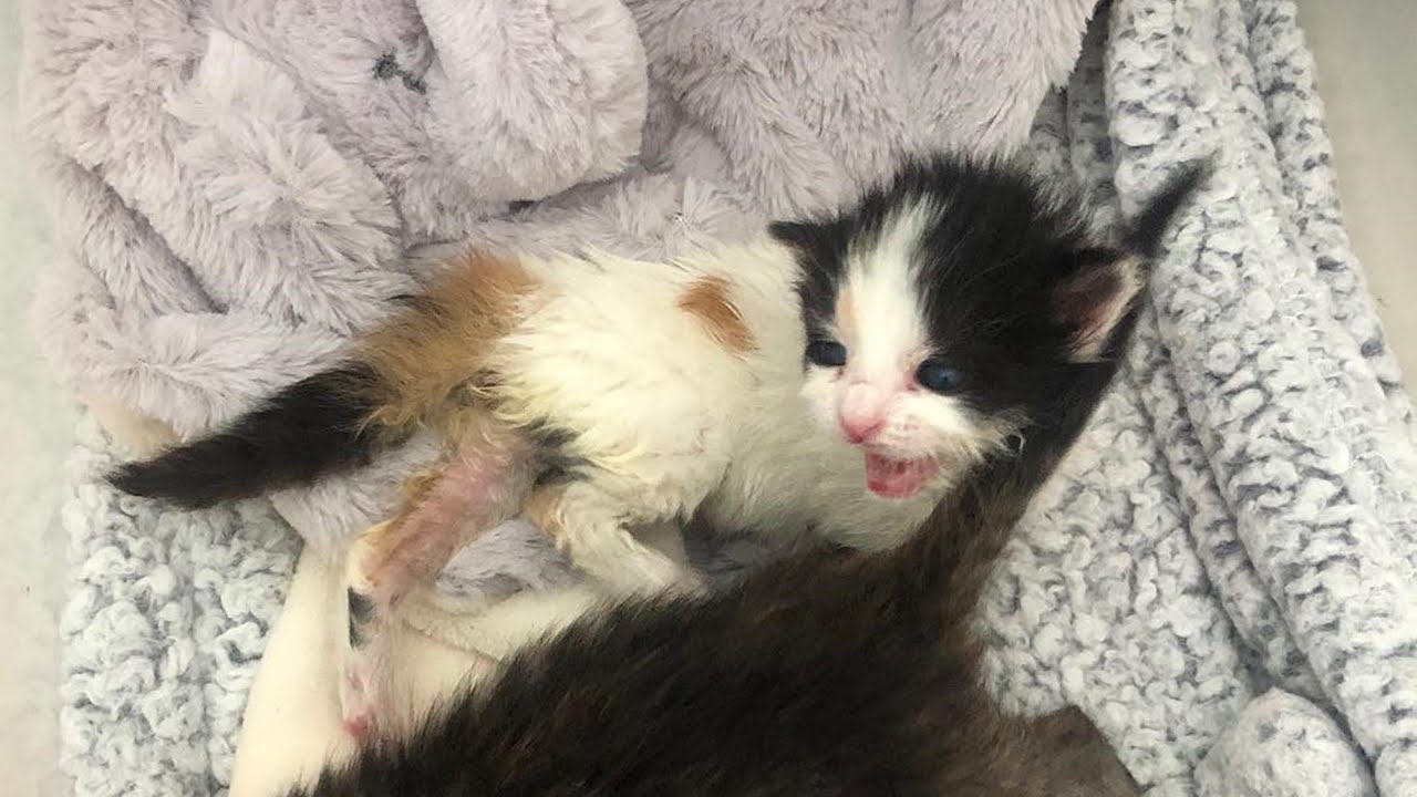 5 newborn kittens were found, only 1 Survived