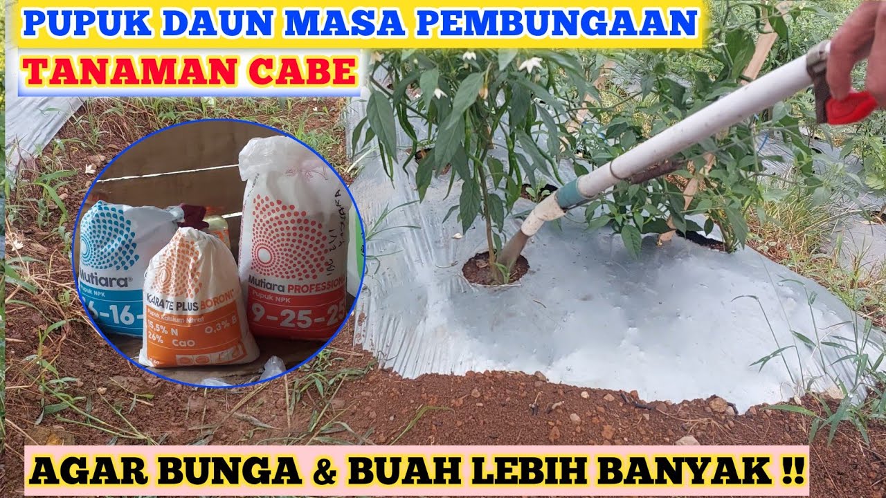 RACIKAN PUPUK MASA PEMBUNGAAN TANAMAN CABE