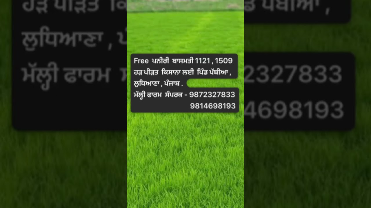 Free jhona (paddy) paneeri seva