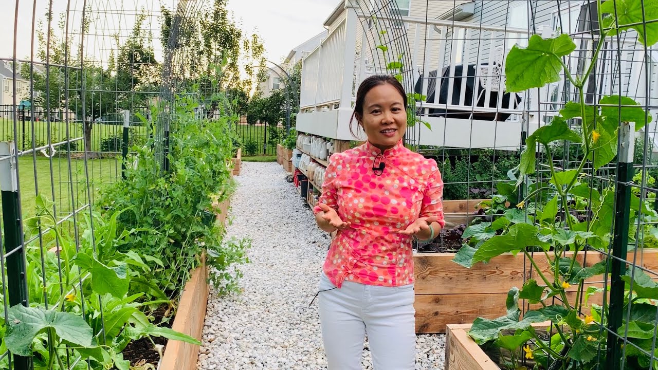参观六月菜园10个菜床品种齐全 Garden tour of 10 garden beds of vegetables🥦🥬