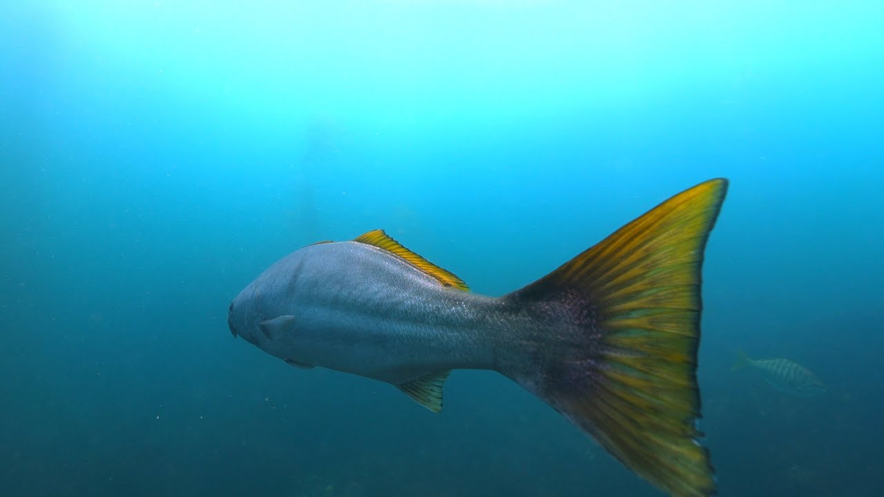 BIG WHITE SEABASS in LAGUNA BEACH Kelp Forests 4K | Testing the Sony 14mm 1.8