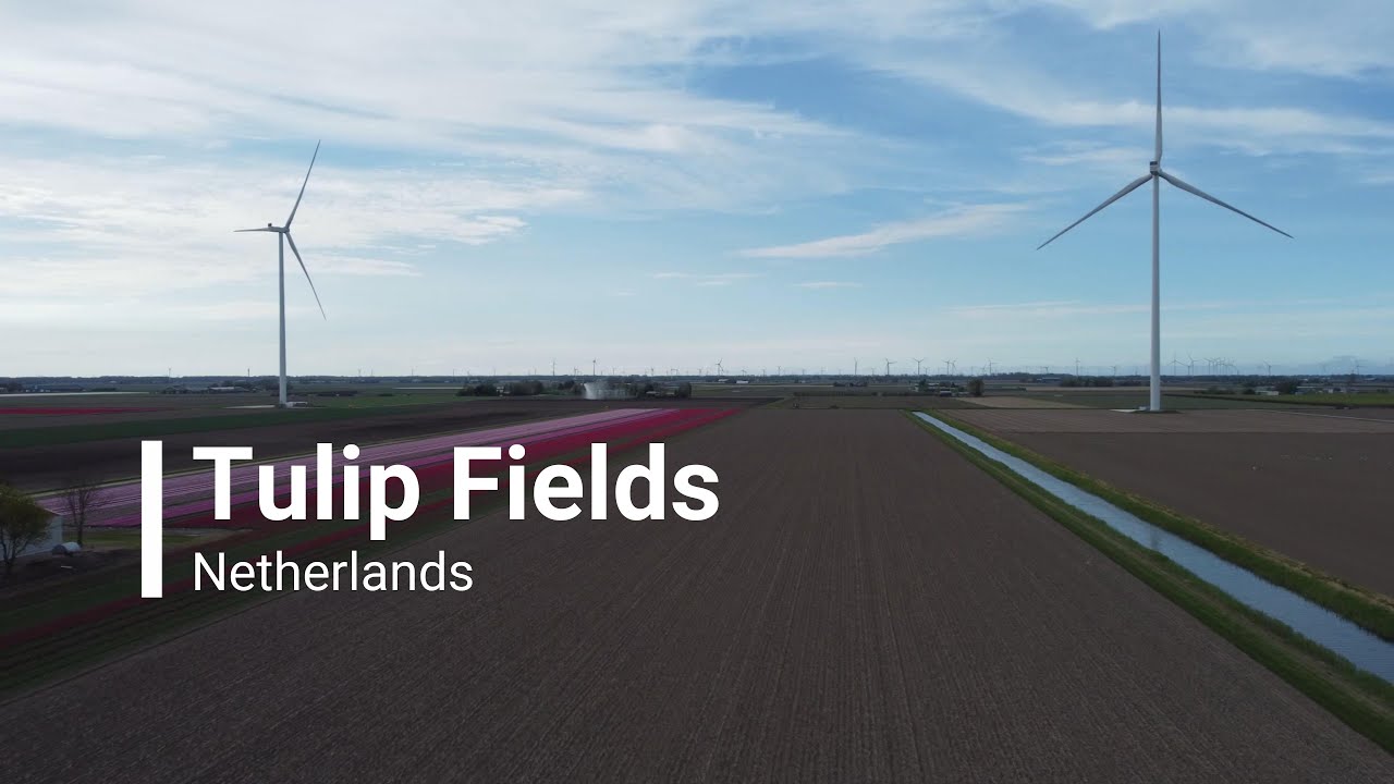 Tulip Fields in Netherlands