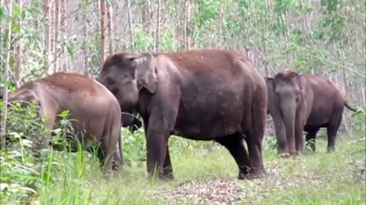 Manusia dan Datuk Gedang di Bukit 30