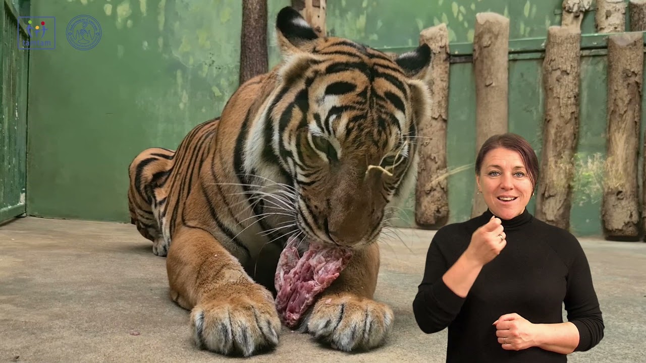 Tamtam a Zoo Praha: V pavilonu šelem poprvé (Jana Doktorová)