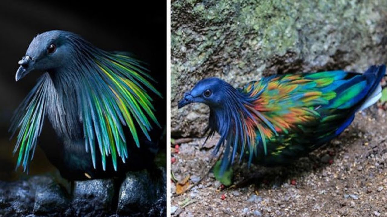 Meet The Closest Living Relative To The Extinct Dodo Bird With Incredibly Colorful Iridescent Feathe
