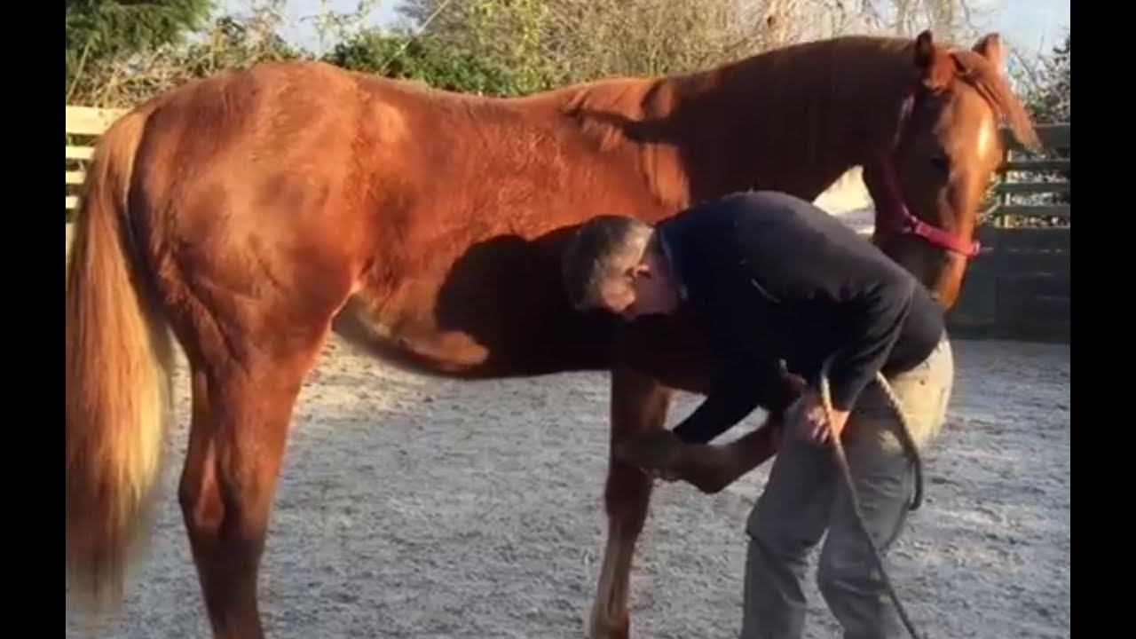 Picking up feet, preparation for farrier, weanling training.
