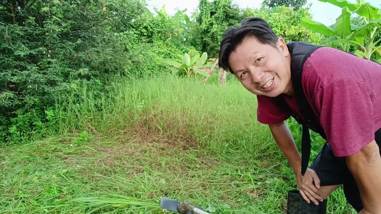 ตัดหญ้าหนาแน่นให้เร่งเครื่องรอบสูงและตัดซอย2-3ชั้น