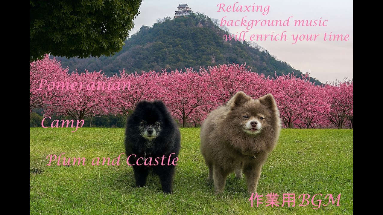 【CHILL CAMP BGM 134】癒しBGM - 作業用BGM - 勉強用BGM - しっとりBGM - 可愛い - ポメラニアン - 梅とお城