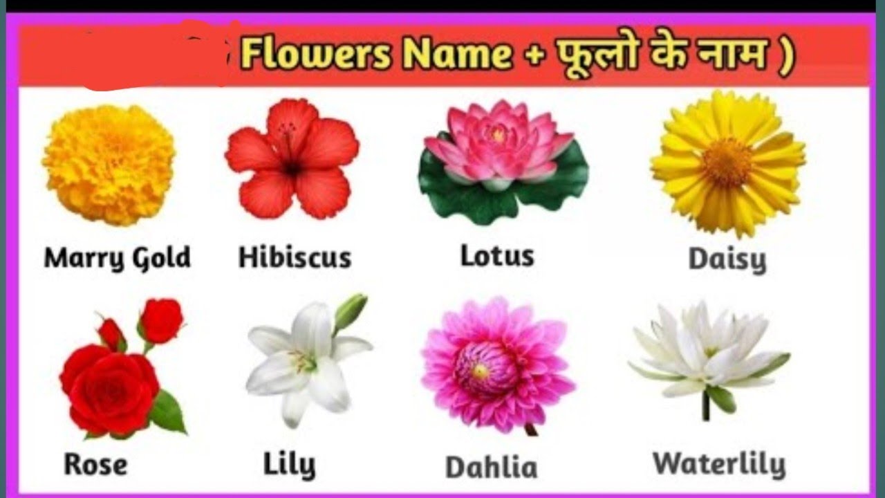 🌷 Beautiful Flower Names in English and Hindi | फूलों के नाम सीखिए 🌼 फूलों के नाम और उनकी तस्वीरें